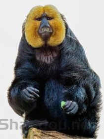 世界上最小的僧面猴，白脸僧面猴体长约35厘米