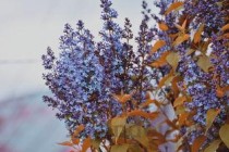 世界上花期最长的花：可以四个季节开花