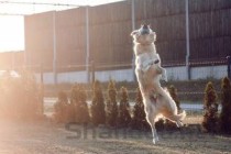 世界上耳朵最长的狗是什么：猎浣熊犬最长两只65厘米(附2024排名前十榜单)