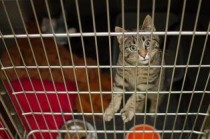 猫咪下嘴唇长包的问题出在哪？猫咪下嘴唇长包该怎么处理？