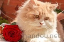 猫咪眼睛发红浑浊是到底怎么了？猫咪眼睛发红浑浊该如何是好？