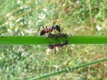 世界上最奇特的蚂蚁，其剧毒可杀死一头牛