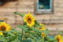 世界上最吓人的树：毒番石榴树浑身有剧毒