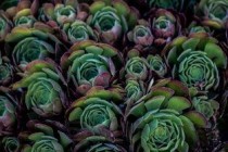 世界上最危险的十大植物,2024最新排名前十名对比