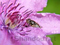 世界上最大的蝎子，非洲帝王蝎