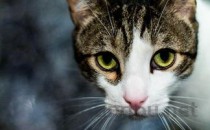 猫咪吐黄水和一些食物是什么引起的？该咋整？