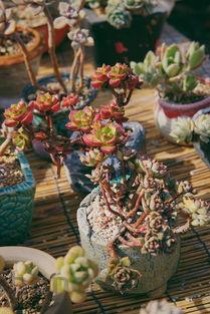 世界上十种最古老的植物排名，世界上最古老的植物有哪些(附2024年最新排行榜前十名单)