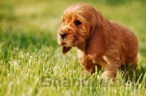 世界上最凶的狗排名榜,2024最新排名前十名对比