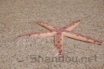 佛山十大家居建材市场2025年排行榜前十名榜单出炉