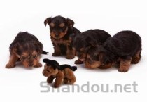 狗狗呕吐黄白糜状物不是狗粮是啥情况？该咋办？