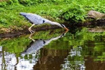 世界上身体最奇特的鱼：斑点管口鱼像根软水管