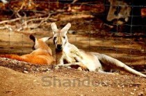 世界十大名猫排行榜，世界上的名猫推荐，暹罗猫曾是皇宫贵族(附2024年最新排行榜前十名单)