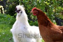 世界上最值得保护的益鸟：白头翁鸟专吃害虫