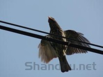 世界上最先进的战斗机是哪一架 它有多厉害