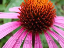 世界上最美的花排行榜探究那些美到爆炸的花儿！