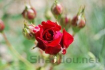 世界上最贵的10种鲜花，朱丽叶玫瑰非它莫属