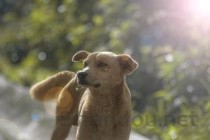 狗狗一直有吞咽的行为，为何会这样？该咋整？