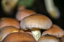 世界上最毒的蘑菇：死亡天使蘑菇