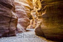 世界上最早的原始人，腊玛古猿发现于1932年