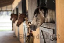 世界上交配时间最长的动物，这才是真正得猛男！