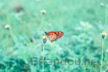 世界上最丑的蝴蝶：枯叶蝶乃伪装高手