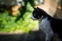 猫咪眼睛红肿还伴有分泌物该用什么办法？