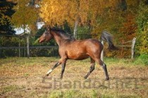 世界上最名贵的马是什么马：阿拉伯马也是最古老的马种(附2024排名前十榜单)