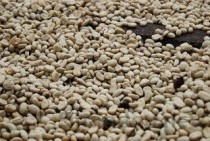 世界上最贵的咖啡豆