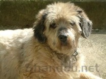 世界上十大最勇敢的狗狗：哥威斯犬上榜 斗牛獒位列第一(附2024排名前十完整榜单)