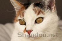 猫咪打喷嚏眼睛红肿的问题出在哪？猫咪打喷嚏眼睛红肿该如何是好？