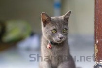 猫咪右后腿肿大伴有皮肤泛红有什么办法恢复？