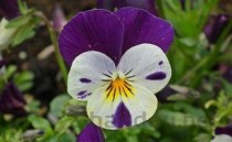 世界上要灭绝的花：尸香魔芋、幽灵兰花上榜