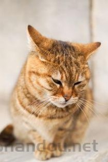 猫咪一直趴着鼻子流鼻涕呼吸有声音有什么办法恢复？