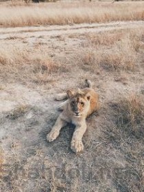 世界上最懒的动物排名,2024最新排名前十名对比