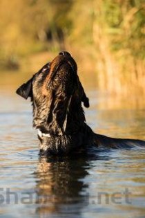 狗狗身上脚上长了肿瘤，为何会这样？要如何应对？