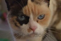 猫咪口臭嘴巴周围肉是黄色的要怎么弄？