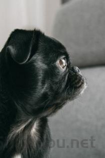 狗狗脚趾处长了红疙瘩是什么原因？狗狗脚趾处长了红疙瘩该咋整？