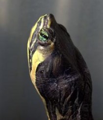 世界上最小的爬行动物是什么？体长仅22毫米(2024年最新排名前十榜单)