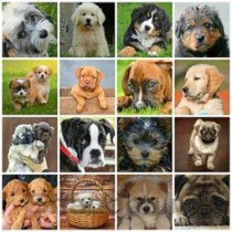 世界上寿命最长的猪排名，猪的最长寿命有多长(附2024年最新排行榜前十名单)