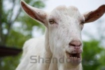 世界上最奇的山羊图片，世界上最奇的山羊