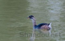 世界上最美丽最不寻常的10种鸭子，旋嘴鸭上榜