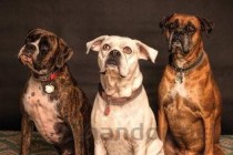 狗子拉稀呕吐闭尿是什么情况？狗子拉稀呕吐闭尿怎么弄会好？