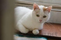 猫咪软便拉稀是何原因？猫咪软便拉稀要怎么调理？