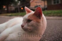 世界上体型最小的十种猫盘点，最小的猫是什么品种，世界最小的猫(附2024年最新排行榜前十名单)