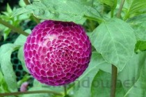 世界上最珍贵的邮票，英属圭亚那一分洋红