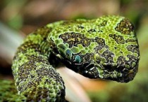 世界上最讨厌的蛇类世界上最毒的蛇是什么蛇排名