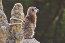 世界上最惹人爱的兔子，世界上最可爱的免子