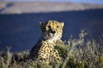 世界上奔跑速度最快5种动物，冠军是猎豹