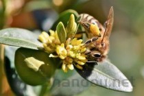 世界上最贵的蜂蜜