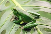 世界上最长的青蛙：喀麦隆巨蛙体重可达3千克